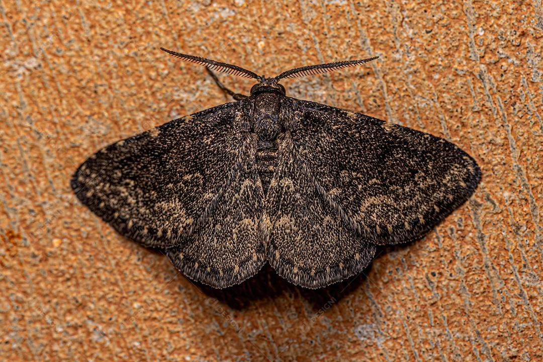 Mariposa adulta pequena do gênero Prosoparia