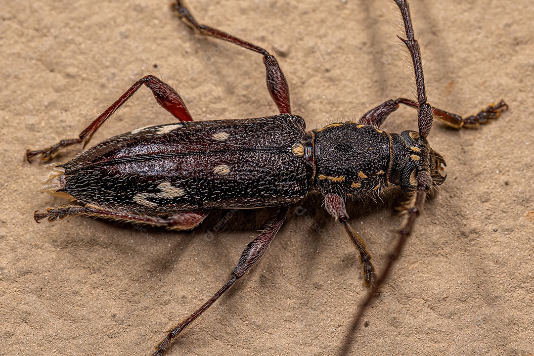 Adulto Típico Longhorn Beetle da espécie Ambonus interrogationis