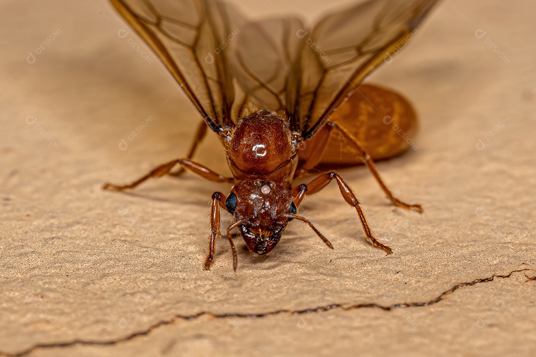 Fêmea adulta Ladra Alada Rainha Formiga do Gênero Carebara