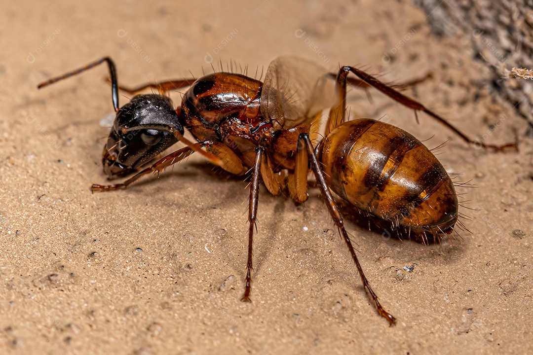 Formiga Rainha Carpinteira Fêmea adulta do gênero Camponotus