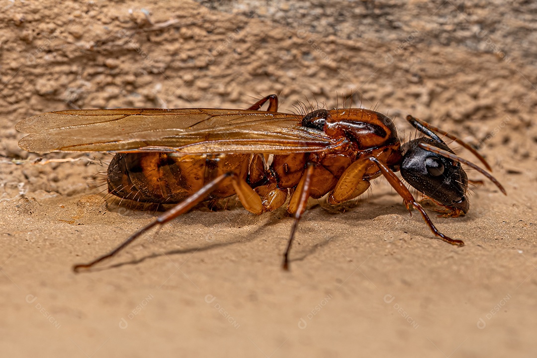 Formiga Rainha Carpinteira Fêmea adulta do gênero Camponotus