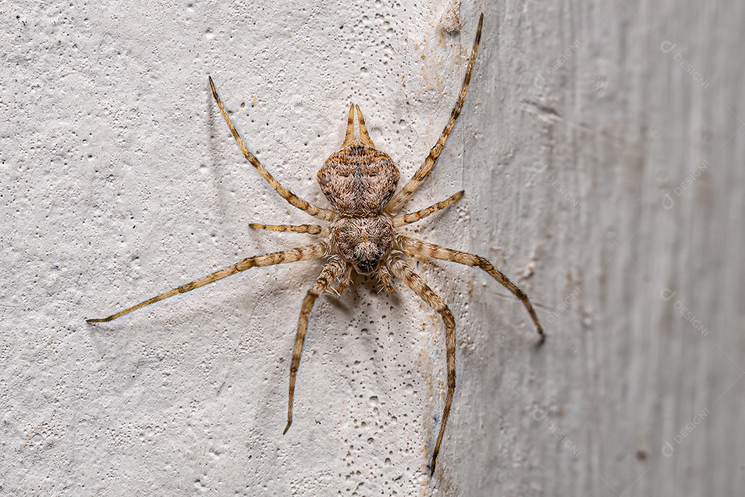 Aranha Longspinneret pequena da família Hersiliidae