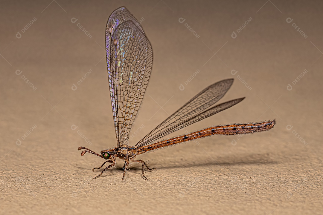 Inseto Antlion adulto da família Myrmeleontidae