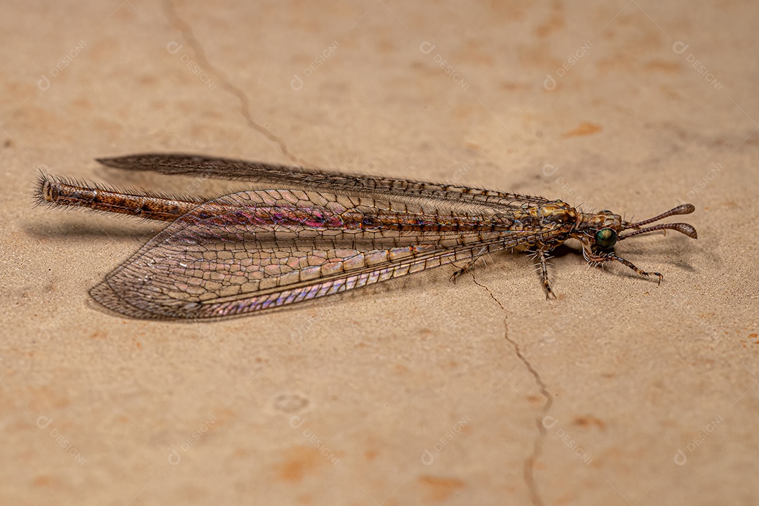 Inseto Antlion adulto da família Myrmeleontidae