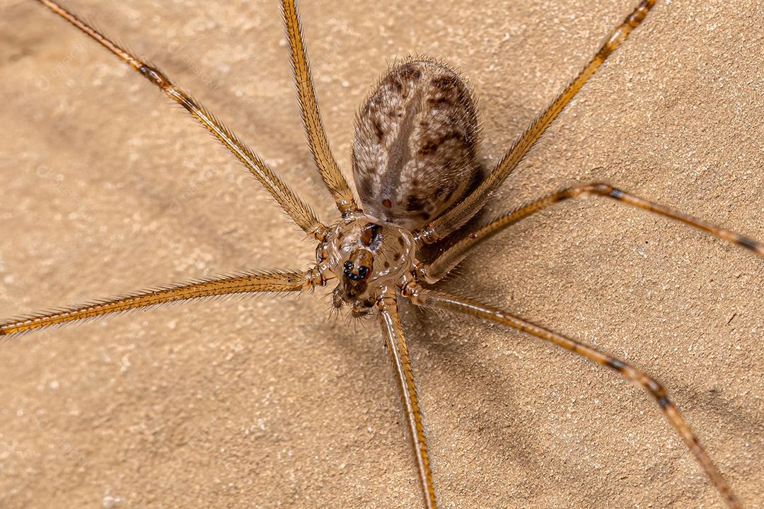 Aranha de porão de corpo curto fêmea adulta da espécie Physocyclus globosus