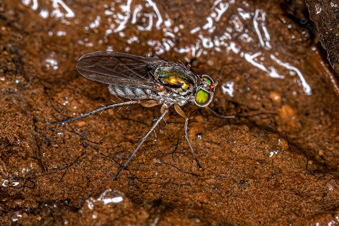 Mosca pernalta adulta do gênero Paraclius