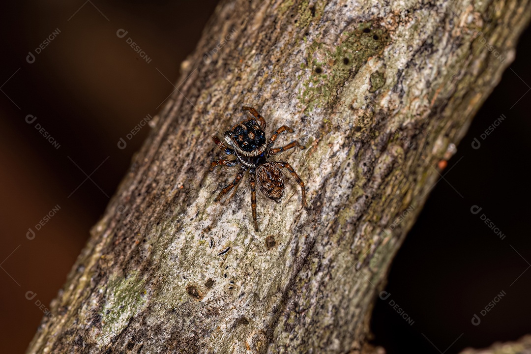 Aranha saltadora macho adulto da tribo Euophryini