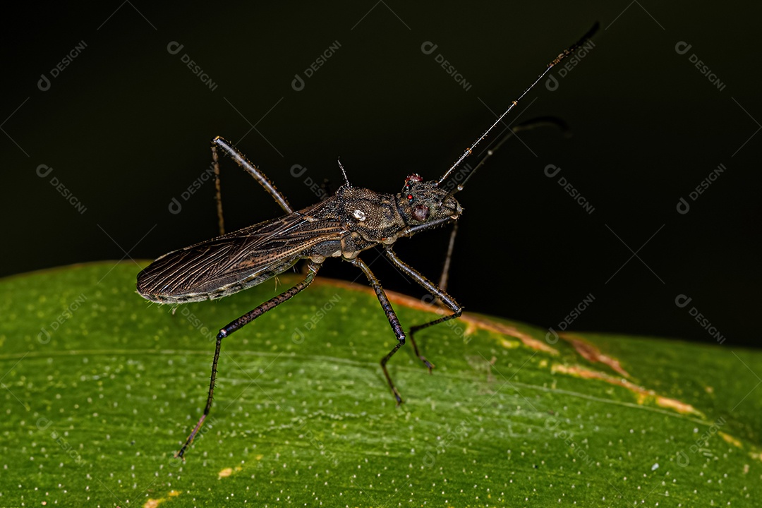 Inseto de cabeça larga adulto da família Alydidae