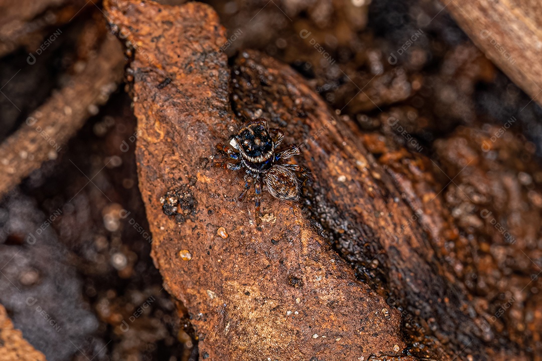 Aranha saltadora macho adulto da tribo Euophryini