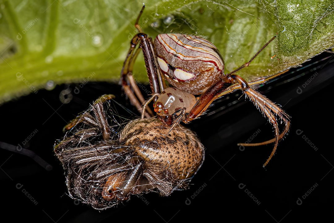 Pequena Aranha Pirata Fêmea do Gênero Gelanor atacando um pequeno Orbweaver Clássico do Gênero Metazygia