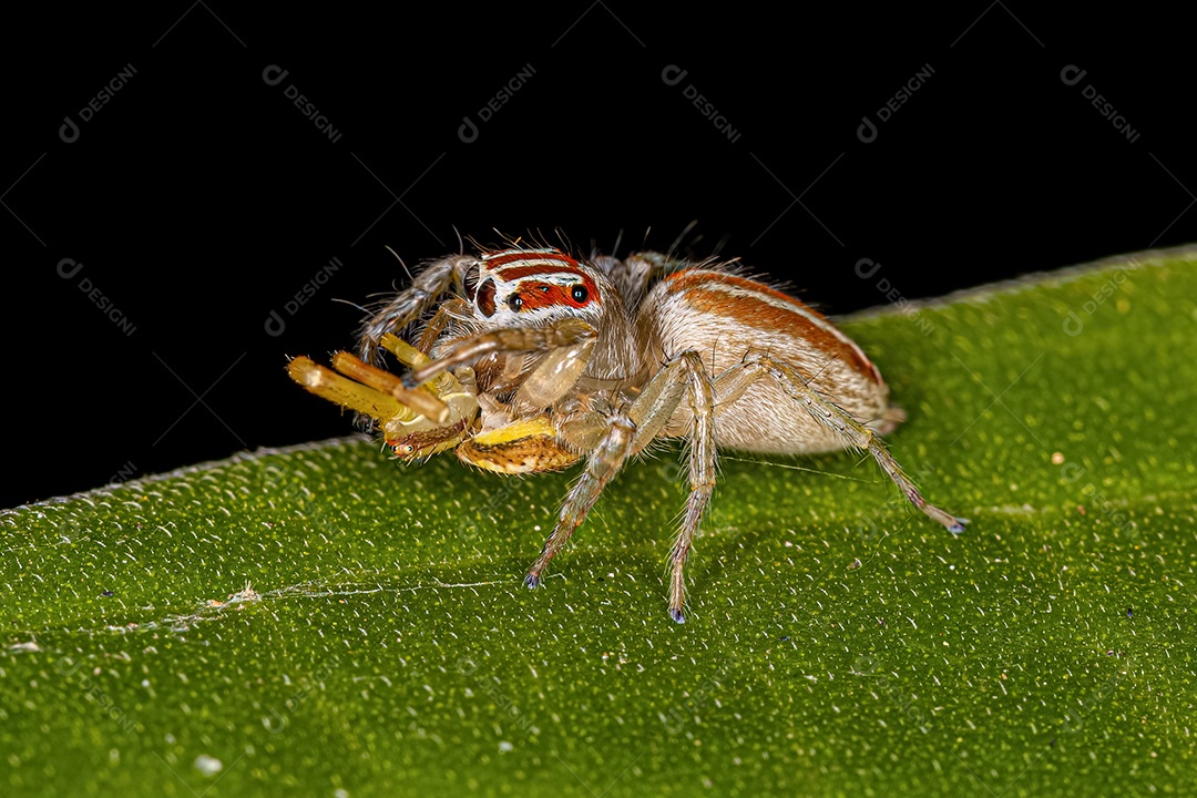 Aranha saltadora fêmea adulta do gênero Chira atacando uma aranha-caranguejo fêmea da família thomisidae