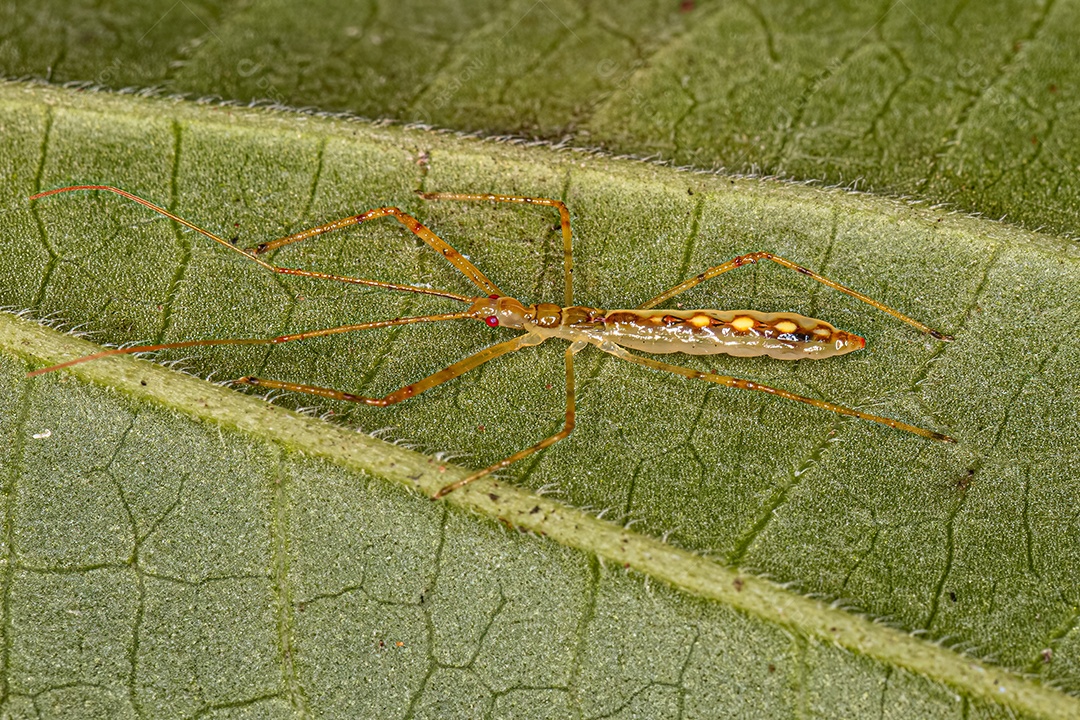 Assassin Bug Ninfa da Tribo Harpactorini