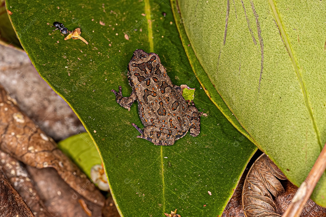 Sapo Cururu juvenil da espécie Rhinella diptycha