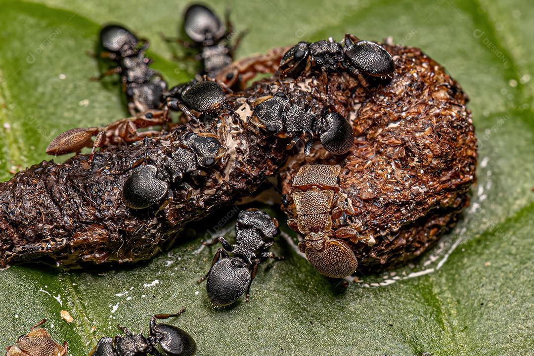 Formigas-tartaruga adultas do gênero Cephalotes comendo fezes em uma folha