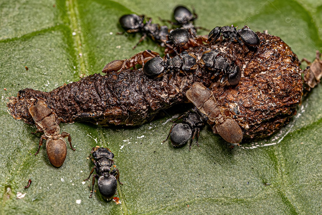 Formigas-tartaruga adultas do gênero Cephalotes comendo fezes em uma folha