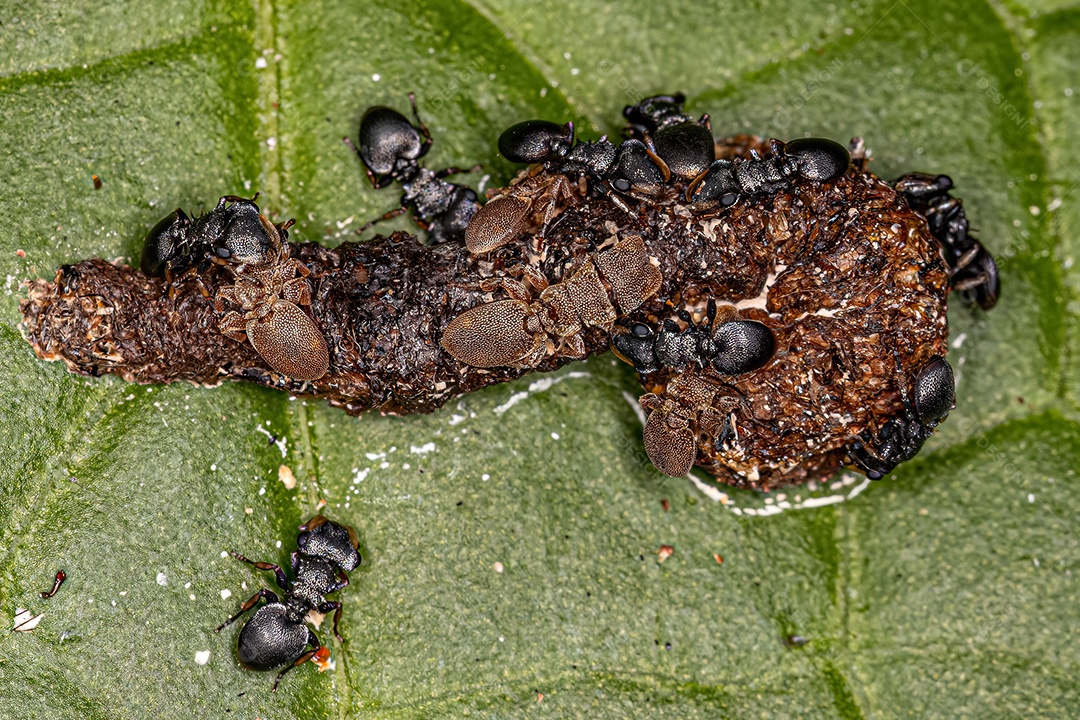 Adulto Típico Longhorn Beetle da espécie Ambonus interrogationis