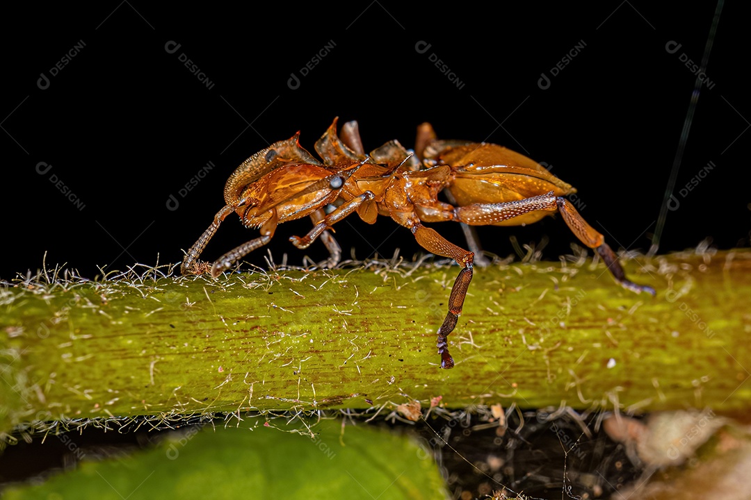 Formiga tartaruga amarela adulta do gênero Cephalotes.