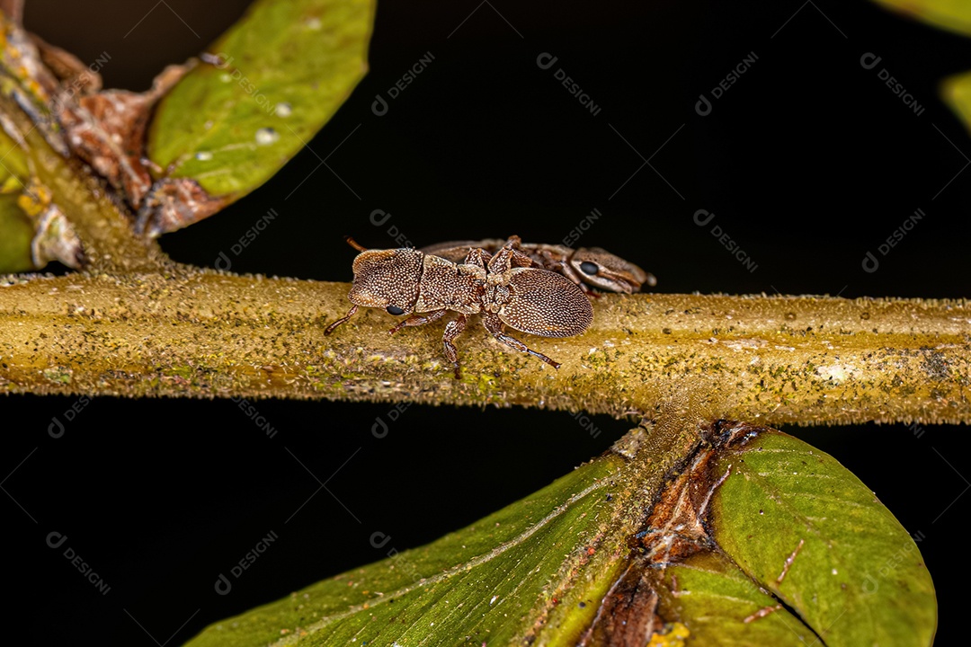 Formiga tartaruga adulta do gênero Cephalotes.