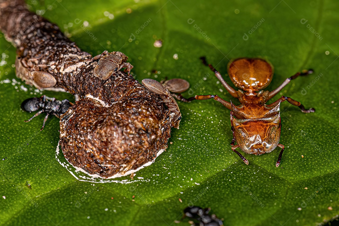 Formigas-tartaruga adultas do gênero Cephalotes comendo fezes em uma folha.