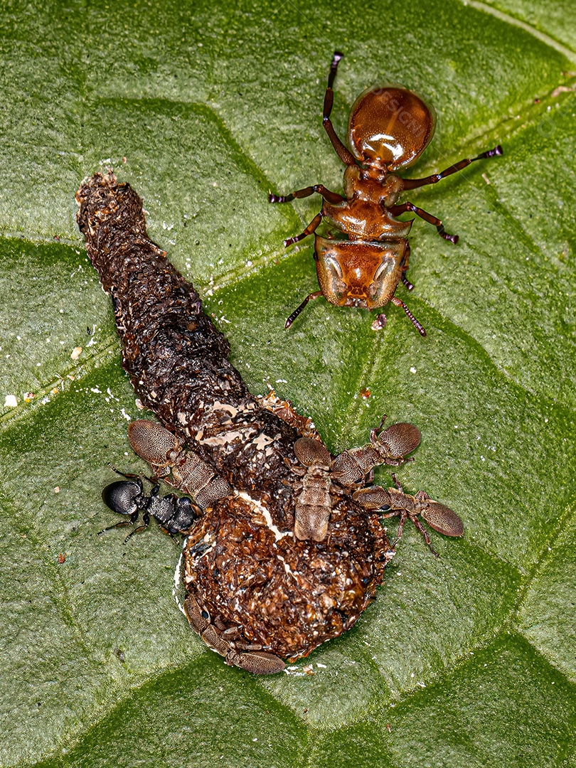 Formigas-tartaruga adultas do gênero Cephalotes comendo fezes em uma folha.