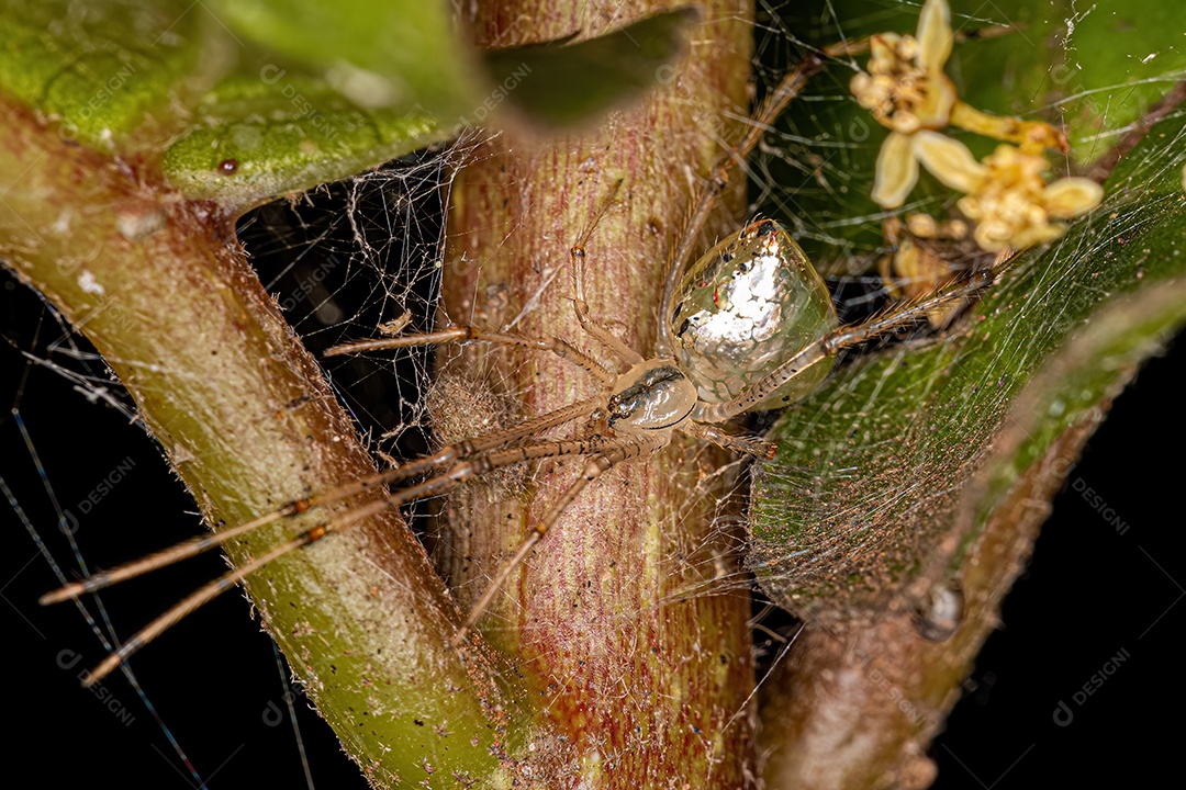 Pequena aranha bola de espelhos do gênero Thwaitesia.