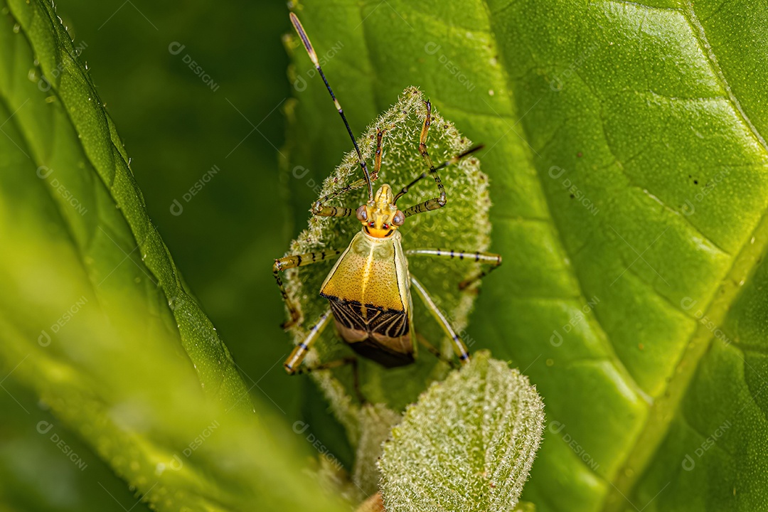 Inseto adulto da espécie Hypselonotus fulvus.