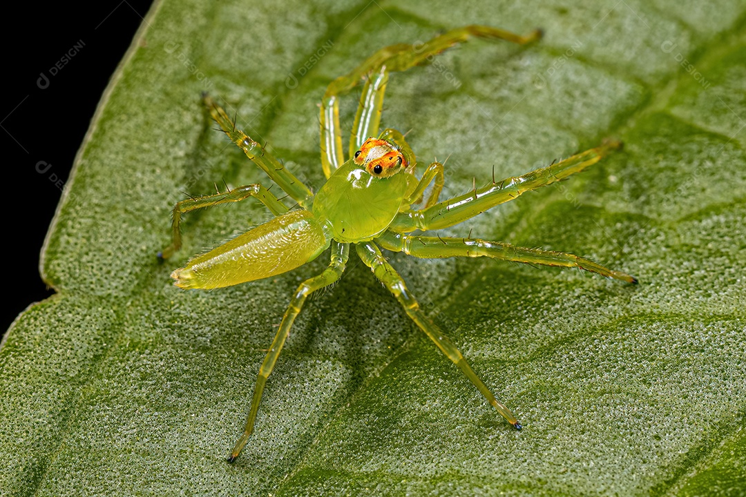 Pequena aranha saltadora verde translúcida do gênero Lyssomanes.