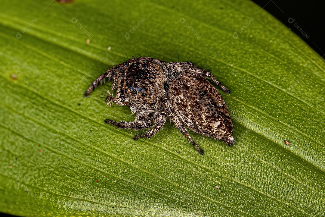 Pequena Aranha Saltadora da Subtribo Dendryphantina.