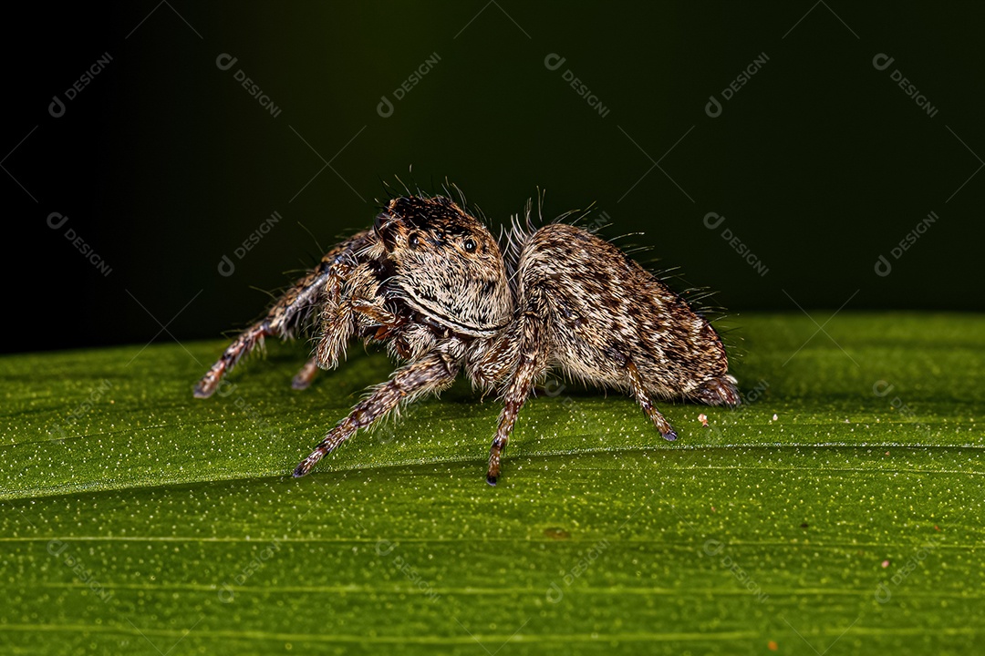 Pequena Aranha Saltadora da Subtribo Dendryphantina.