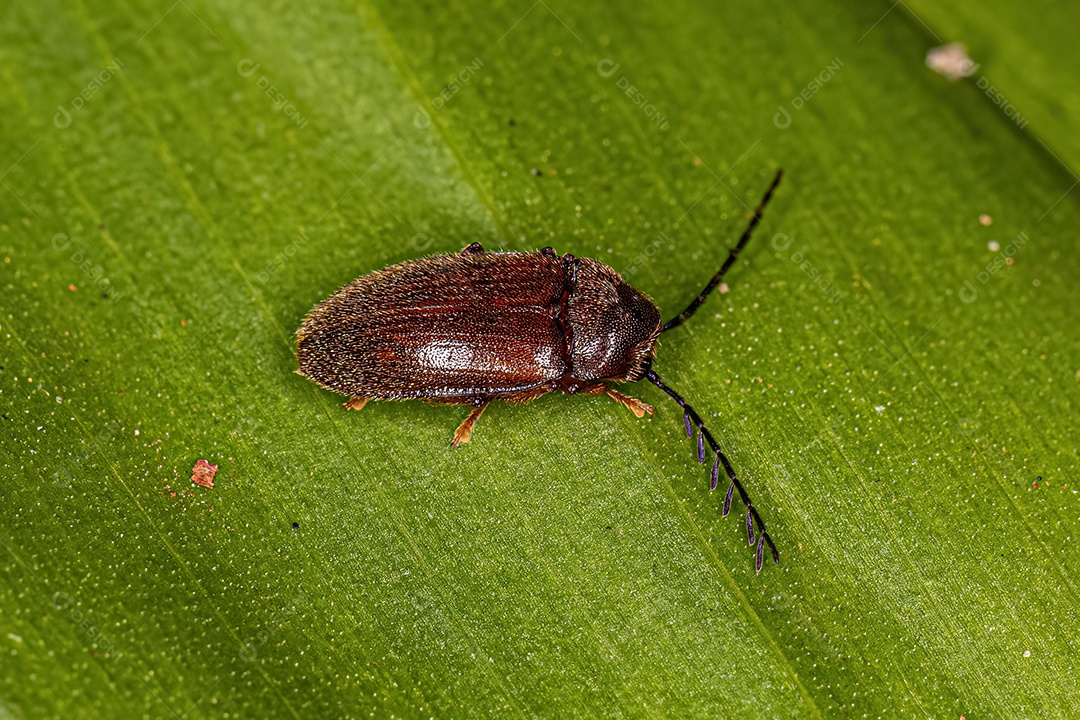 Besouro adulto da família Ptilodactylidae.
