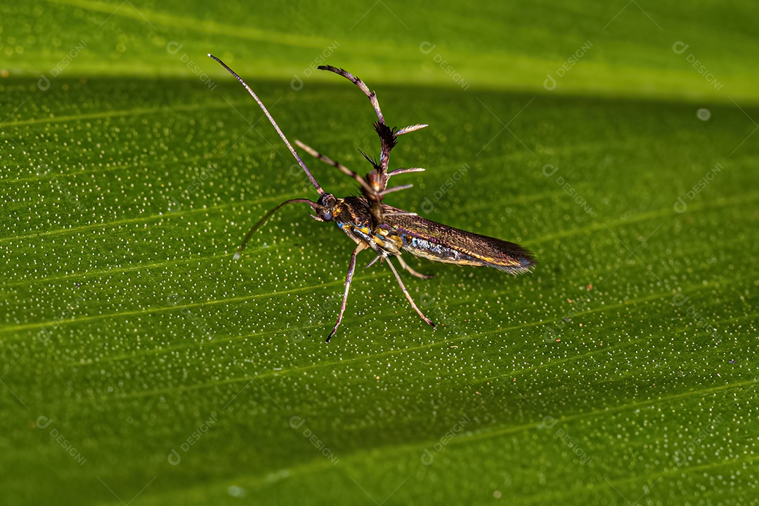 Mariposa-do-sol adulta da família Heliodinidae.