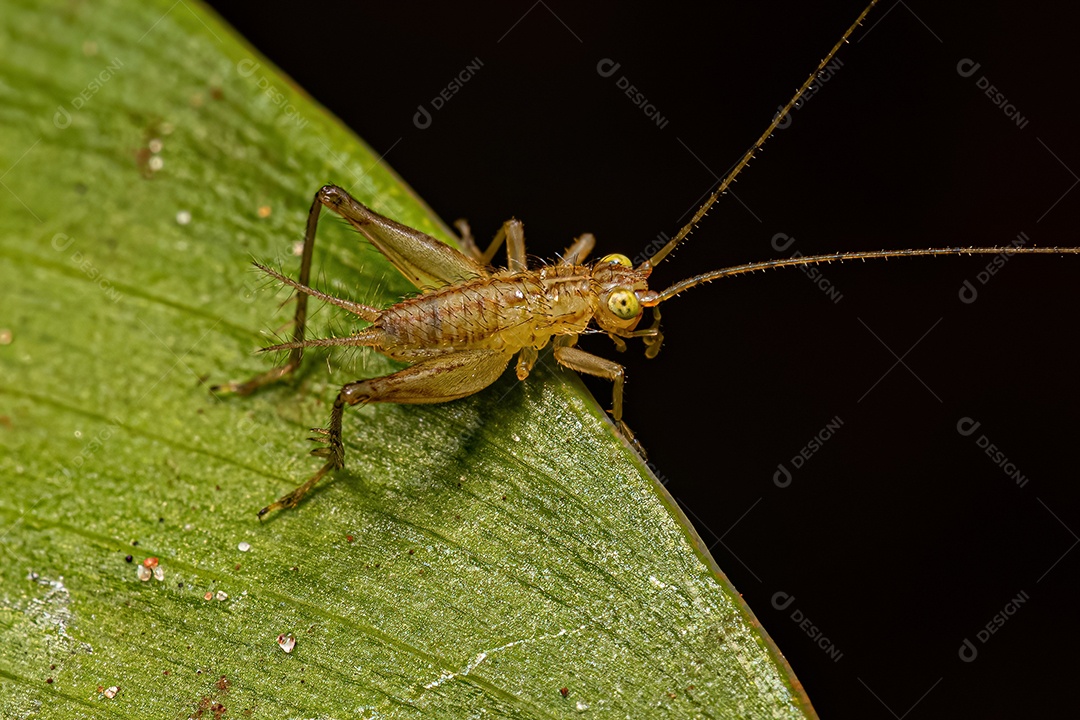 Verdadeira Ninfa do Grilo da Tribo Trigonidiini.