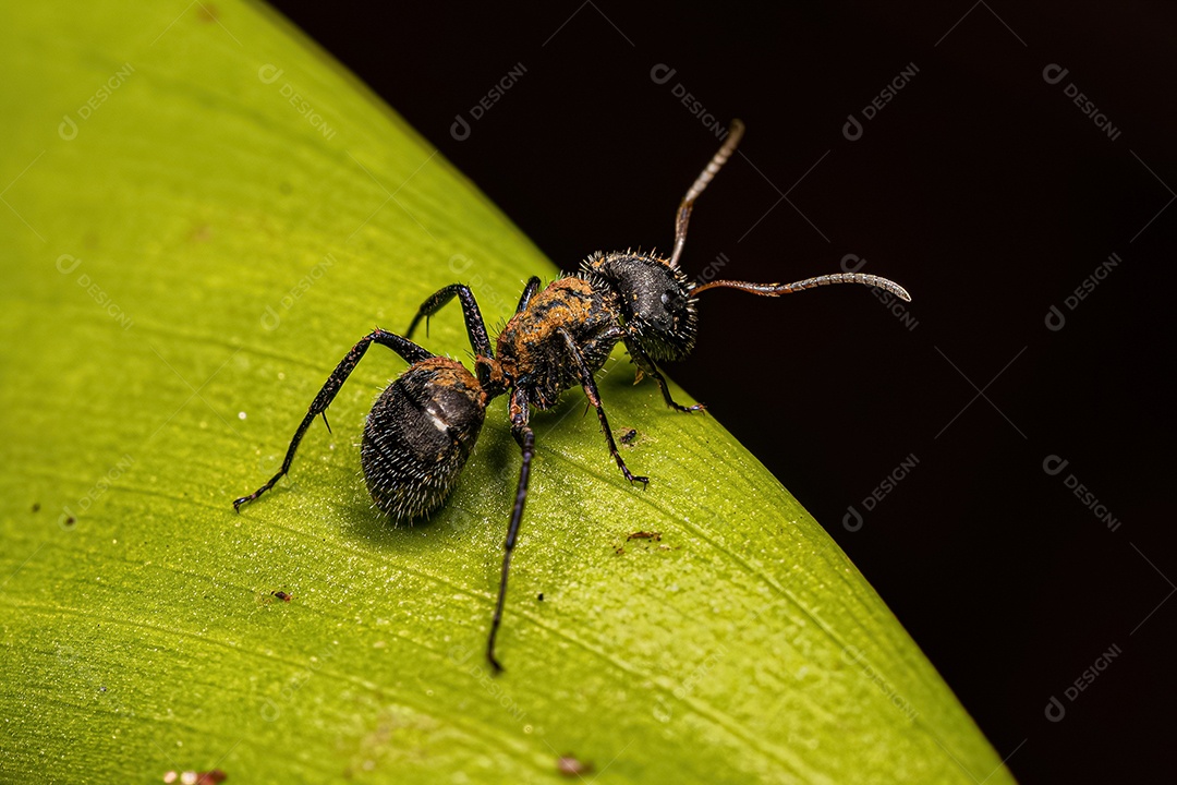 Formiga carpinteira fêmea adulta do gênero Camponotus.