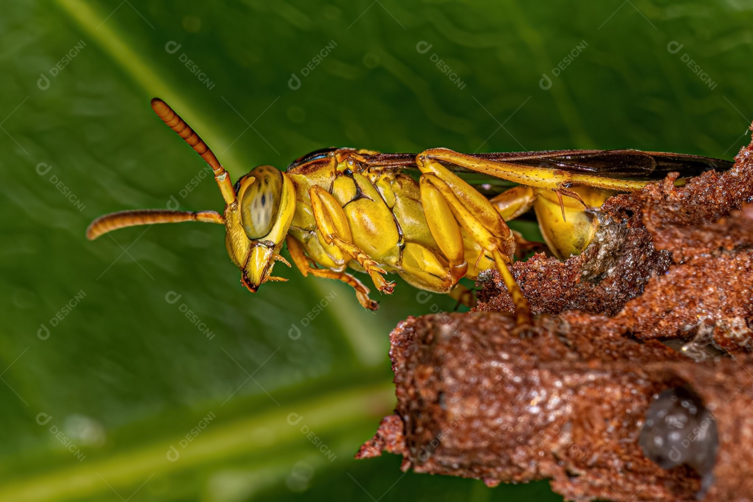 Vespa de papel de cintura longa adulta do gênero Mischocyttarus.