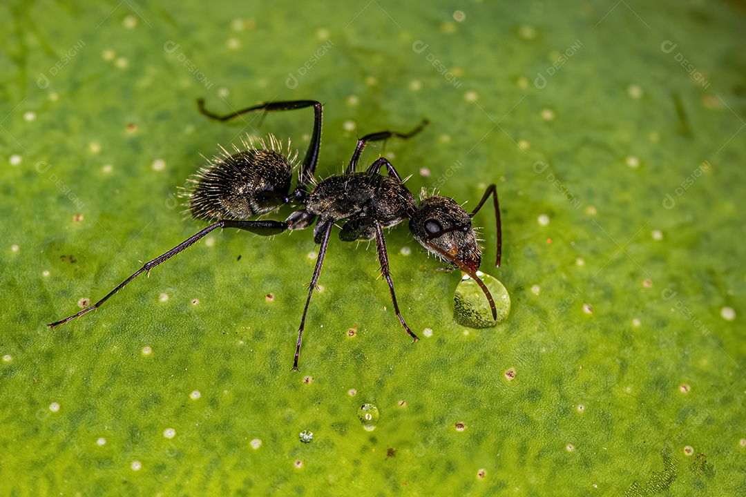 Formiga carpinteira fêmea adulta do gênero Camponotus.
