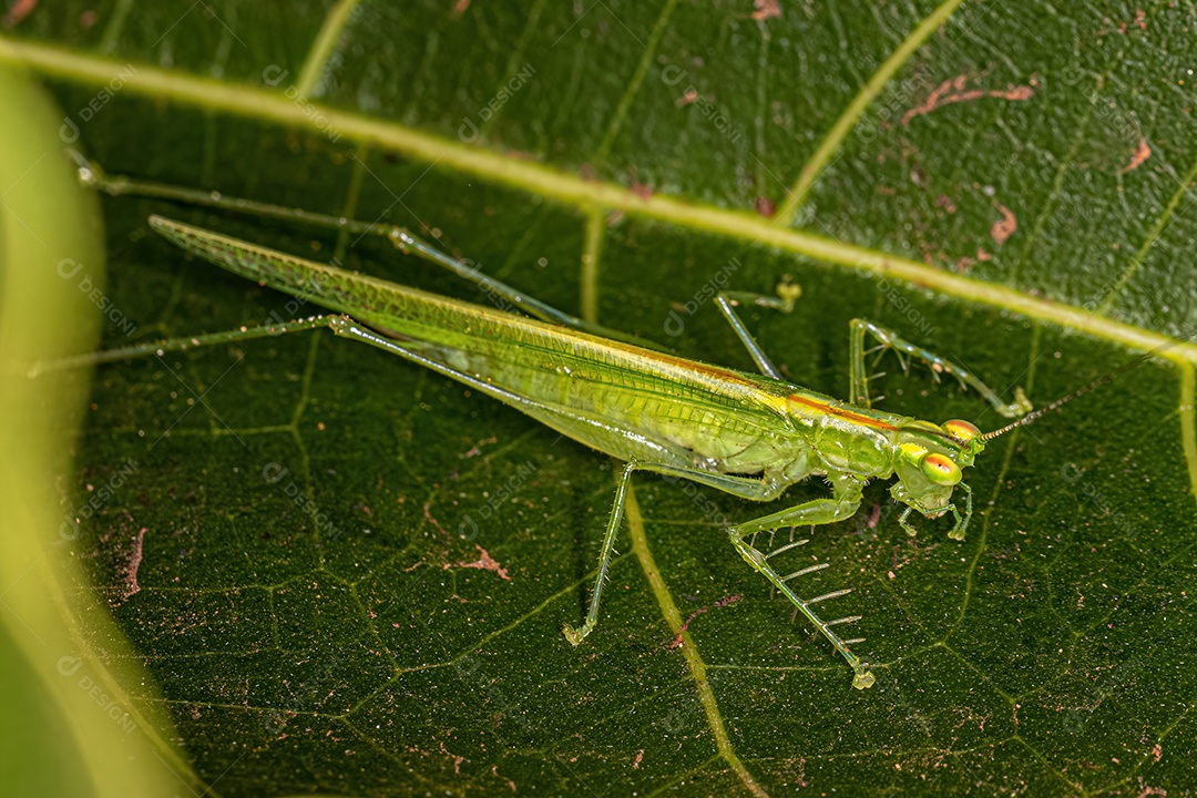 Katydid de voz silenciosa adulta da subfamília Meconematinae.