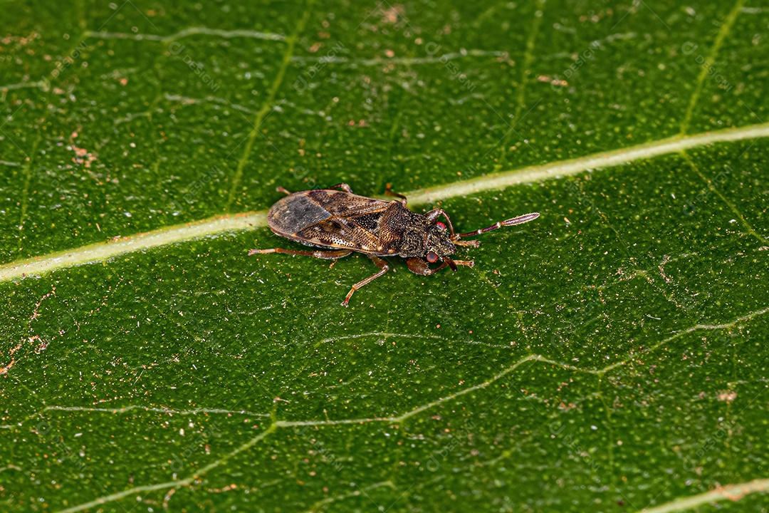 Inseto de semente cor de sujeira adulto da subfamília Rhyparochrominae.