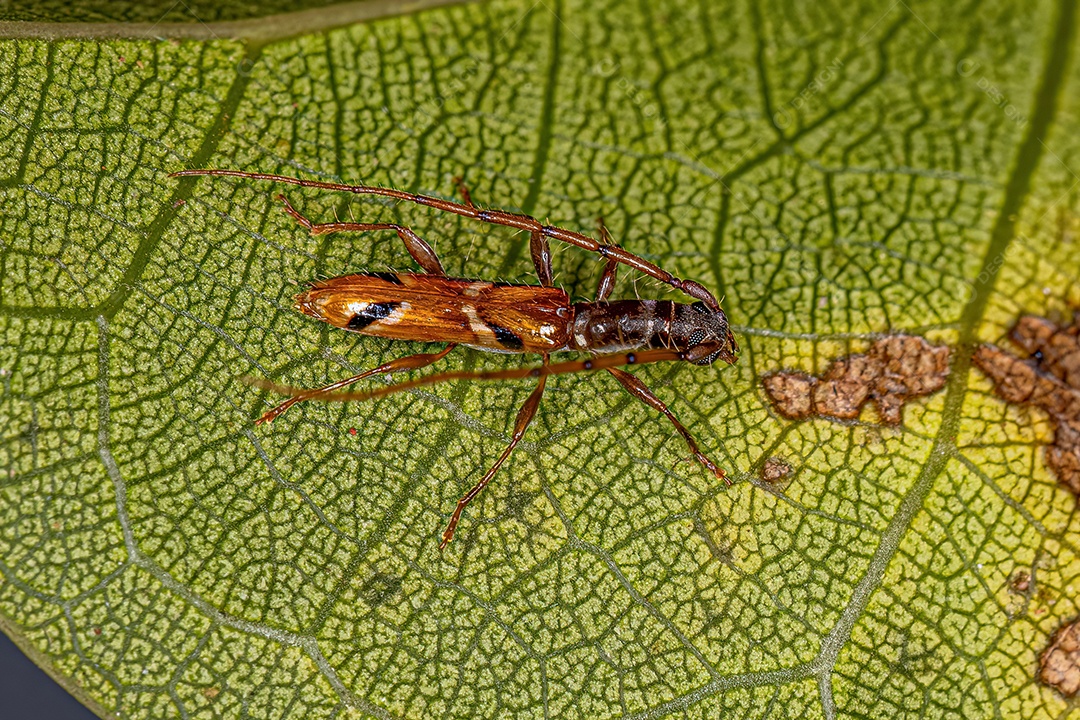 Adulto Típico Longhorn Beetle do gênero Compsa.