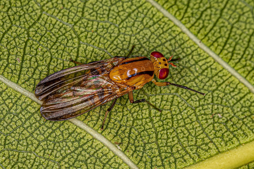 Mosca Lauxaniídea adulta do gênero Neoxangelina.