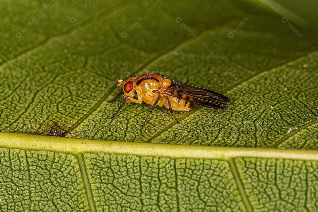 Mosca Lauxaniídea adulta do gênero Neoxangelina.