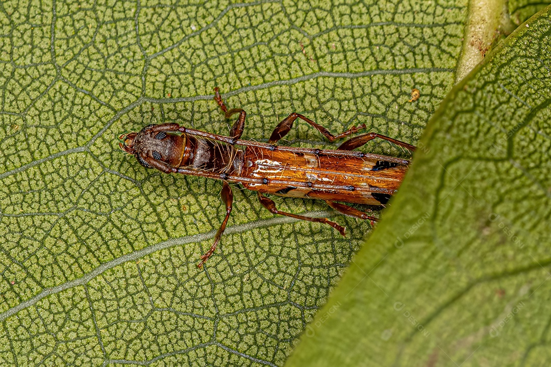 Adulto Típico Longhorn Beetle do gênero Compsa.