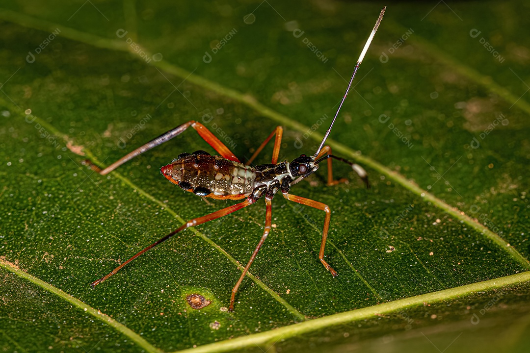 Ninfa de inseto de patas folhosas da subfamília Coreinae.