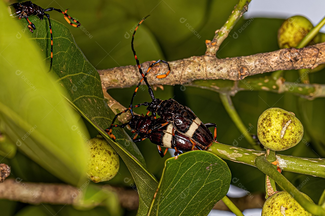 Besouros longhorn típicos adultos da espécie Trachyderes succinctus acasalamento.