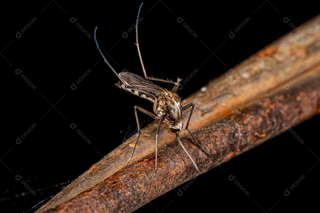 Mosquito culicíneo fêmea adulta da espécie Aedes scapularis.