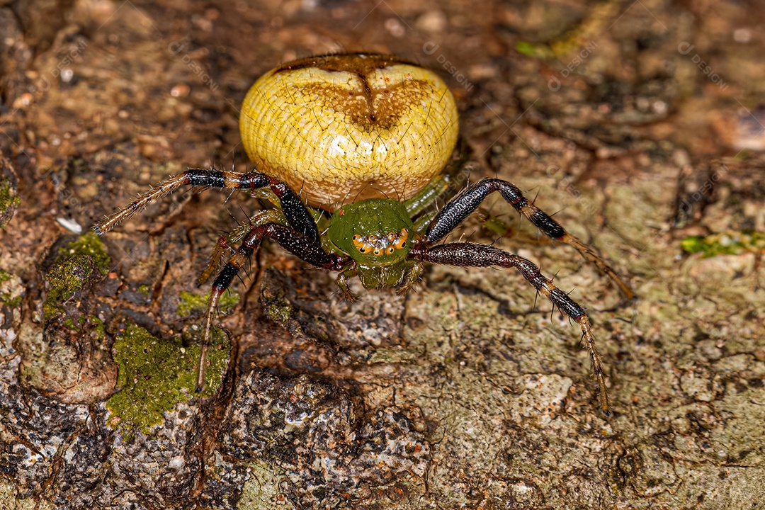 Adult Female Pelargonium Flower Spider of the Genus Synema.