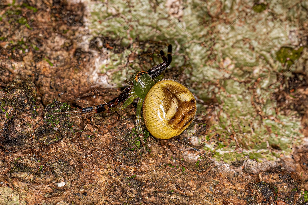 Aranha flor Pelargonium fêmea adulta do gênero Synema.