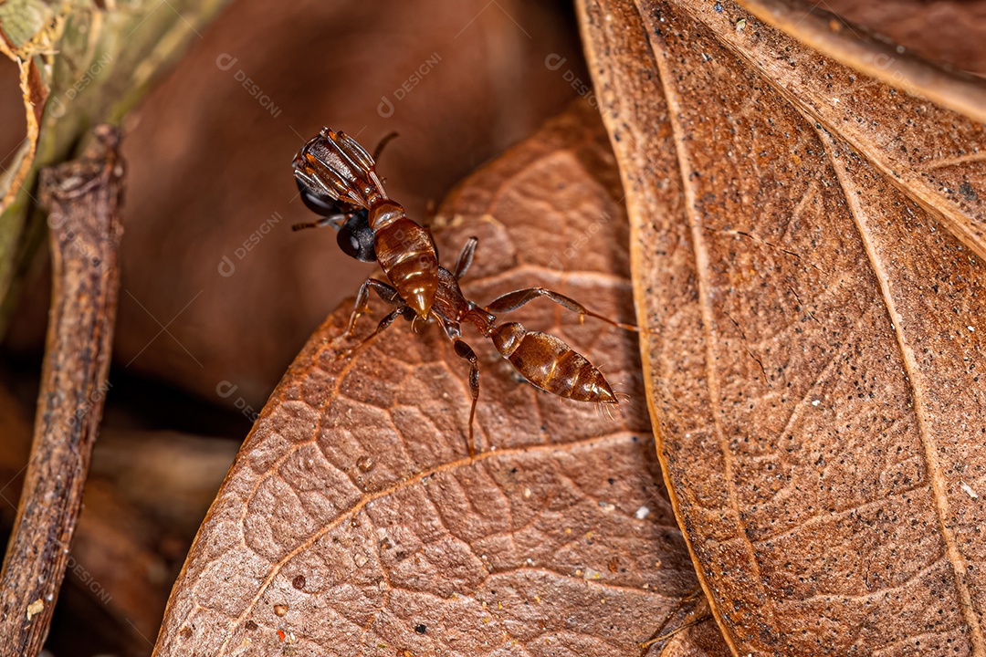 Formiga-galho fêmea adulta do gênero Pseudomyrmex carregando outra formiga da mesma espécie.