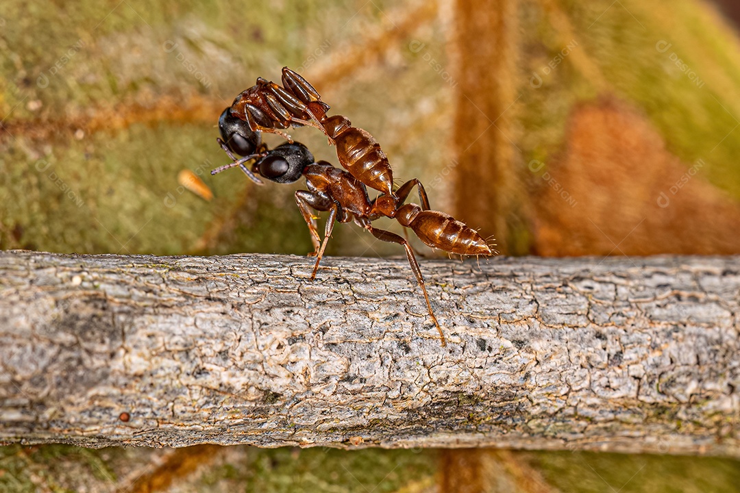 Formiga-galho fêmea adulta do gênero Pseudomyrmex carregando outra formiga da mesma espécie.