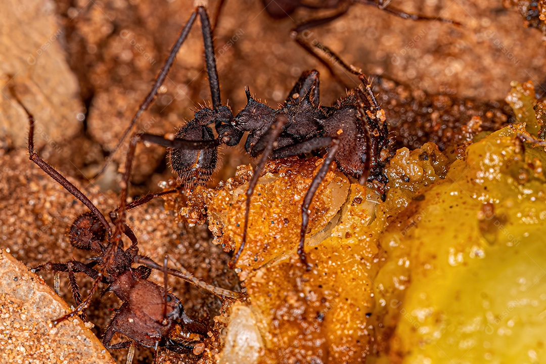 Formigas cortadeiras Atta adultas do gênero Atta comendo sobras de mamgaba caídas no chão.