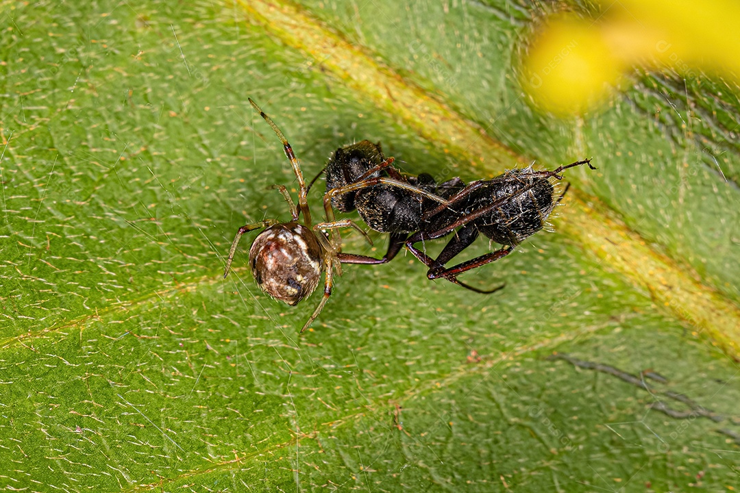Pequena Aranha Entelegyne da Infraordem Entelegynae atacando uma formiga.